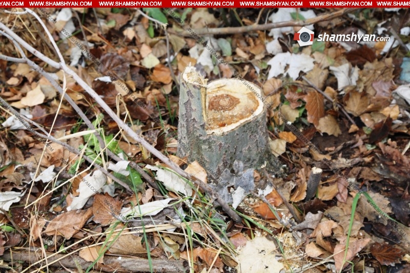Դավիթաշենում ծառերի սպանդը իրականացվել է Ազգային ժողովի նախկին պատգամավոր «Ծաղիկ Ռուբոյի» աղջկա ցուցումով
