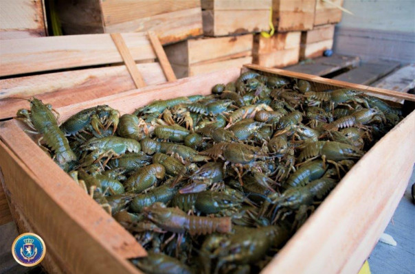 ՀՀ քաղաքացին, ով միրգ տանելու փաստաթղթերով 10 տ կենդանի խեցգետին ու 1 տ ապխտած ձուկ է տարել, Վրաստանում ձերբակալվել է
