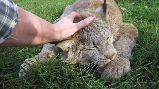 Երբ կատվազգիները սիրո կարիք ունեն (տեսանյութ)