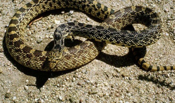 Դավթաշենում օձ է հայտնաբերվել