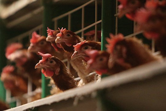Թայվան կղզում մոտ 16 000 հավ է ոչնչացվել գրիպի բռնկման պատճառով