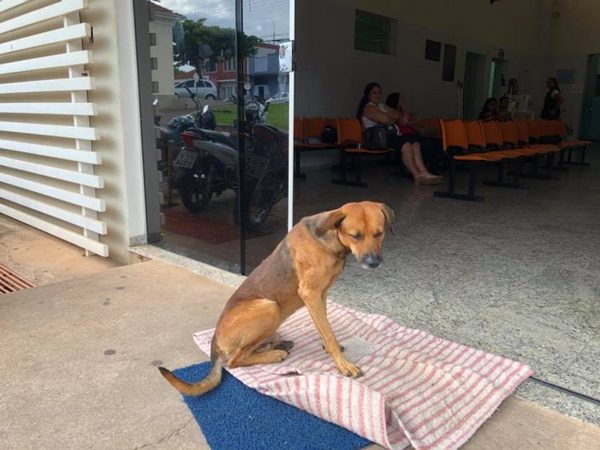 Շունը արդեն 5 ամիս հիվանդանոցի մուտքի մոտ սպասում է իր մահացած տիրոջը
