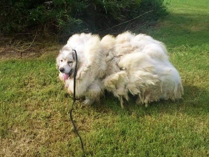 6 տարի չխուզված շունը՝ 16 կգ բուրդ կորցնելուց հետո (լուսանկարներ)
