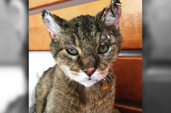 10 տարի առաջ անհետացած կատուն ողջ է մնացել Կալիֆորնիայում տեղի ունեցած հրդեհների ժամանակ և վերադարձել տանտիրուհու մոտ