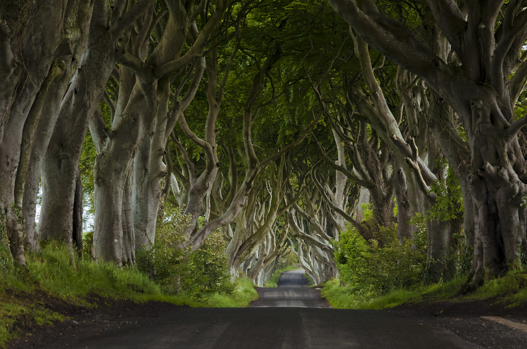 Բնության հրաշք.Իռլանդիայի կանաչ թունելը.լուսանկարներ