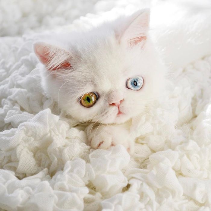 Տարբեր գույնի աչքեր ունեցող կատվի ձագը «հիպնոսացրել» է համացանցի օգտատերերին