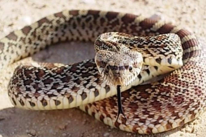 Քասախ գյուղում իժ տեսակի օձ է հայտնաբերվել