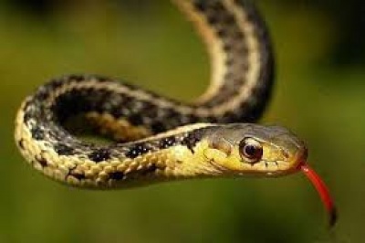 Արամուս գյուղում հայտնաբերվել է օձ