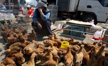Ճապոնիայում գրեթե 300 հազար հավ են ոչնչացրել թռչնագրիպի պատճառով