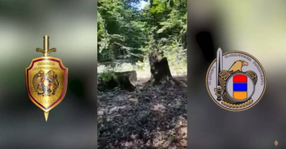 Հատվել է 21 ծառ.ԱԱԾ-ն ու ոստիկանությունը բացահայտել են դեպքը (տեսանյութ)
