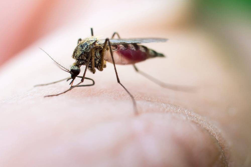 Մարդկանց 5 տեսակ, որոնց մոծակները ավելի հաճախ են կծում, քան մյուսներին