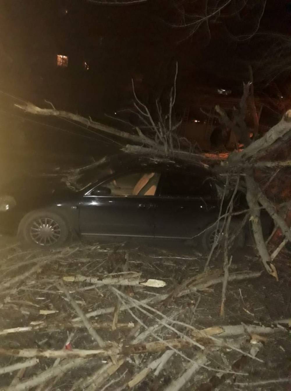 Երևանում քամին հաստաբուն ծառ է արմատախիլ արել. մեքենաներ են վնասվել