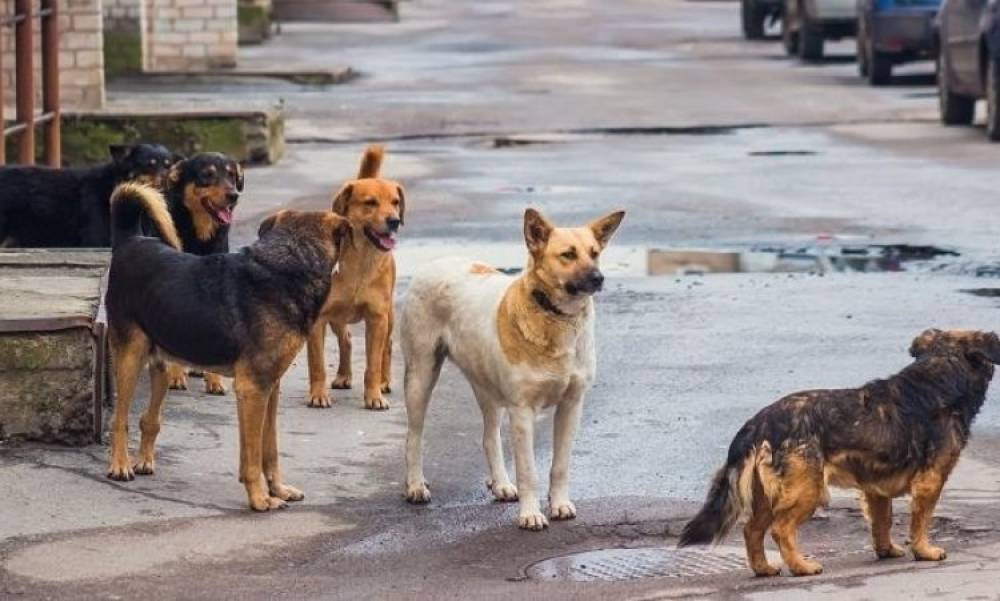 Թափառող կենդանիների վնասազերծման կենտրոնը հայտարարություն է տարածել շների հարձակման դեպքերի վերաբերյալ