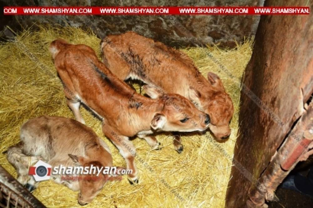 Արտառոց իրադարձություն Շիրակի մարզում. Անուշավան գյուղում Ծաղիկ կովը միանգամից երեք հորթուկ է ծնել. (լուսանկարներ)
