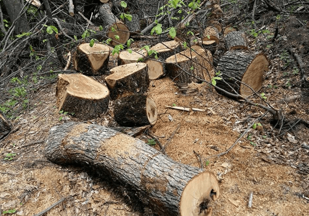 Ոստիկանները հայտնաբերել են «Դիլիջան» ազգային պարկում ծառեր հատած քաղաքացուն (տեսանյութ)