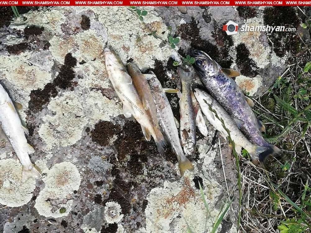 Ստեփանավան քաղաքի Չքնաղ գետում հայտնաբերվել են մեծ թվով սատկած ձկներ