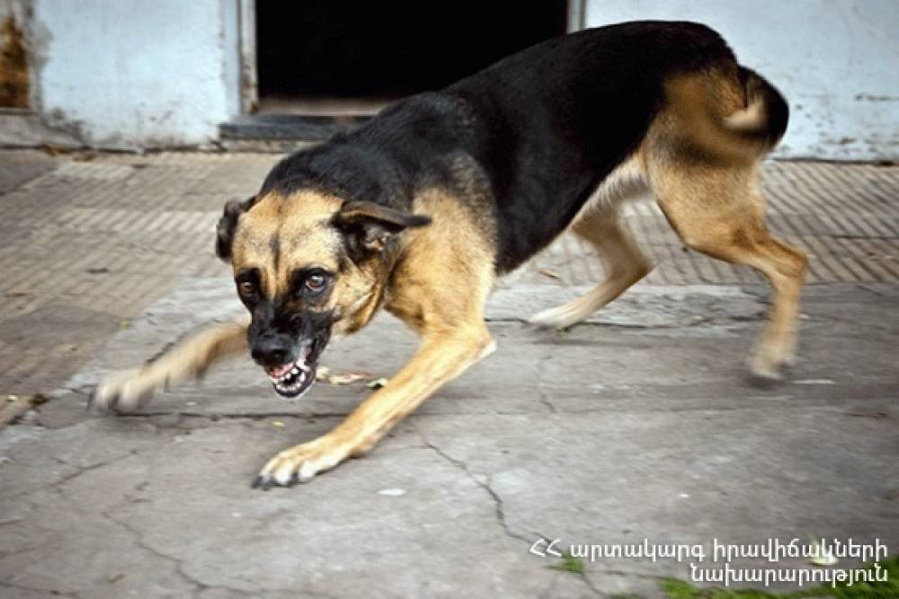 Վահագնի թաղամասում շները հարձակվել են բնակիչների վրա