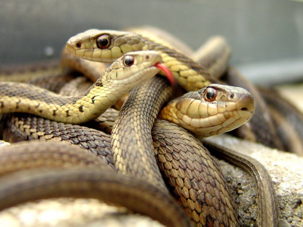 Փրկարարներն անվտանգ տարածք են տեղափոխել օձին