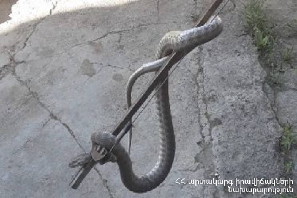 Մարզերում օձեր են հայտնաբերվել