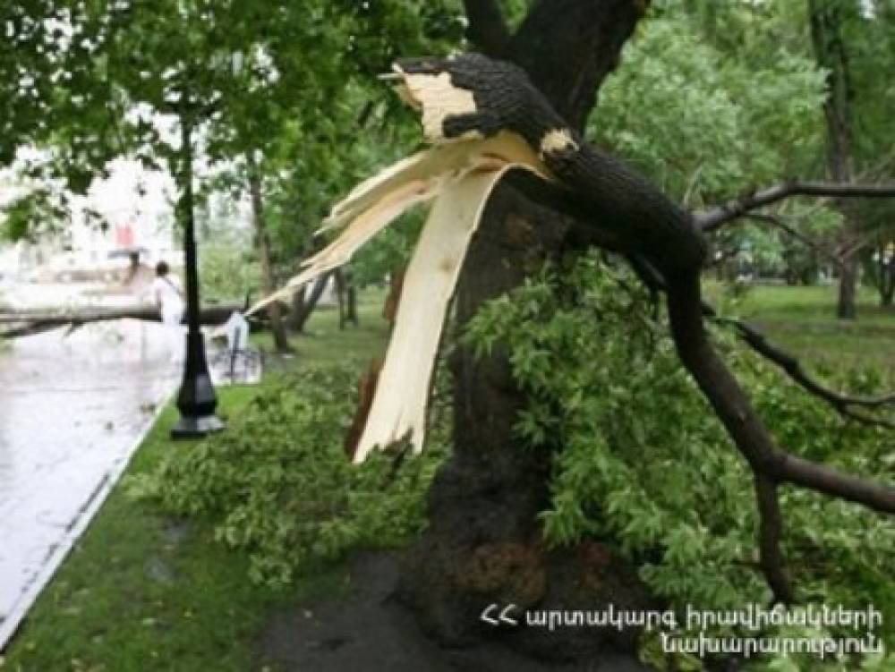 Կուրղինյան փողոցում ծառը կոտրվել ու ընկել է երթևեկելի հատված
