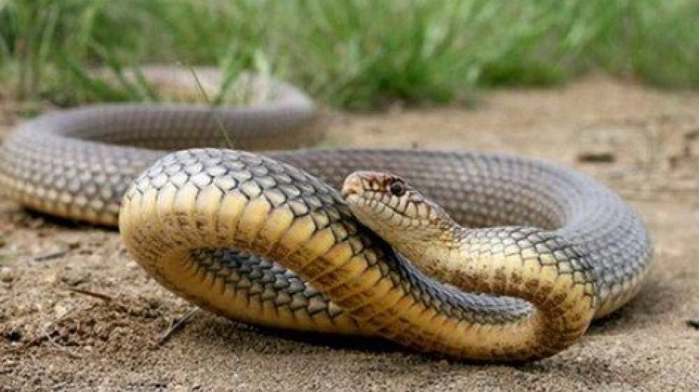 Իսակովի փողոցի տներից մեկում օձ է հայտնաբերվել