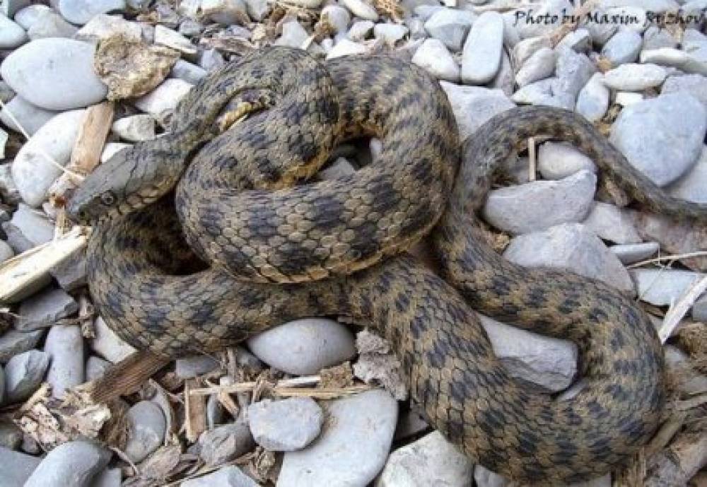 Տներից մեկի բակում օձ  է հայտնաբերվել