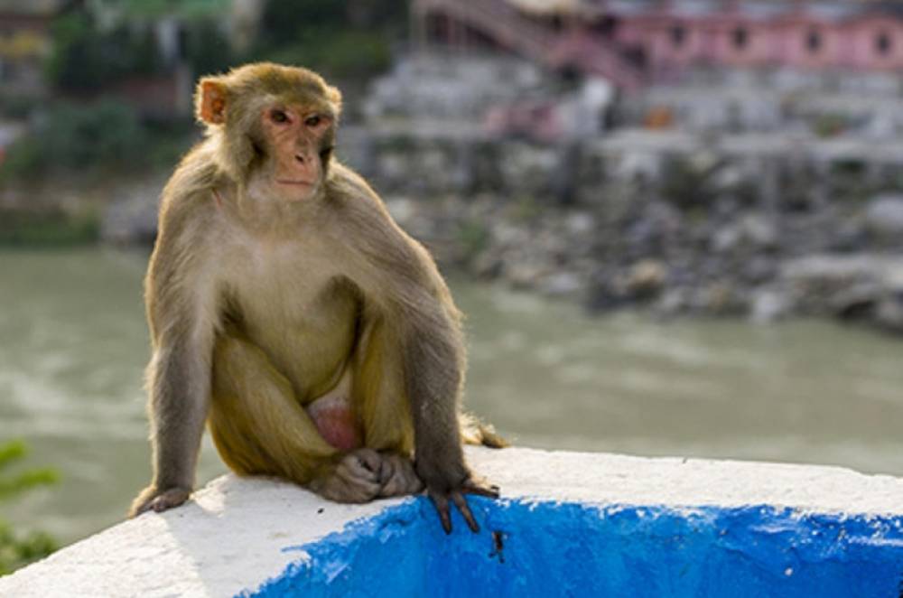 Հնդկաստանում կապիկները ներխուժել են լաբորատորիա և գողացել կորոնավիրուսով հիվանդների արյան նմուշները