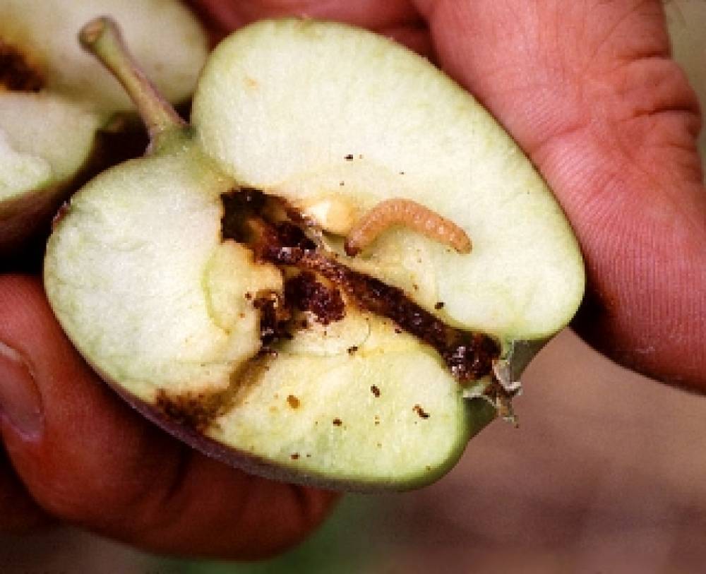 Ի՞նչ կկատարվի Ձեր օրգանիզմում, եթե խնձորի հետ պատահմամբ ուտեք նաև դրա միջի որդին