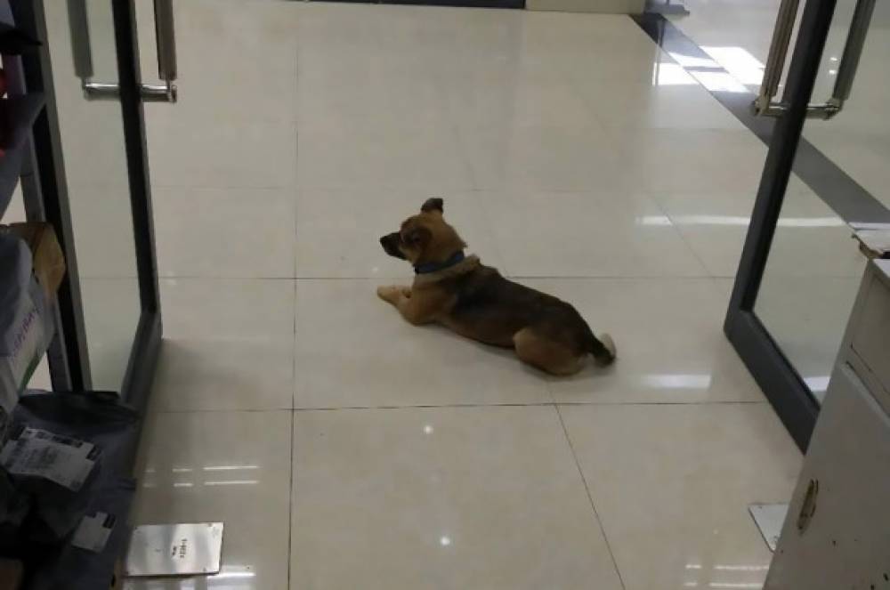 Ուհանում շունն արդեն մի քանի ամիս է՝ հիվանդանոցում սպասում է կորոնավիրուսից մահացած տիրոջը