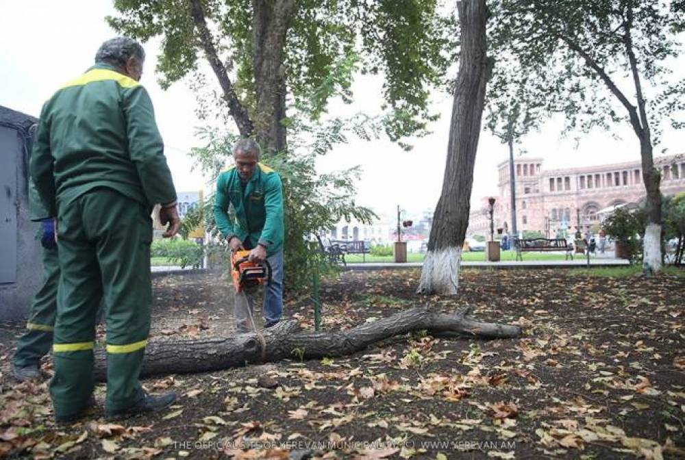 Երևանում իրականացվում են չոր ծառերի հատման և վթարային ծառերի խորը էտի աշխատանքներ