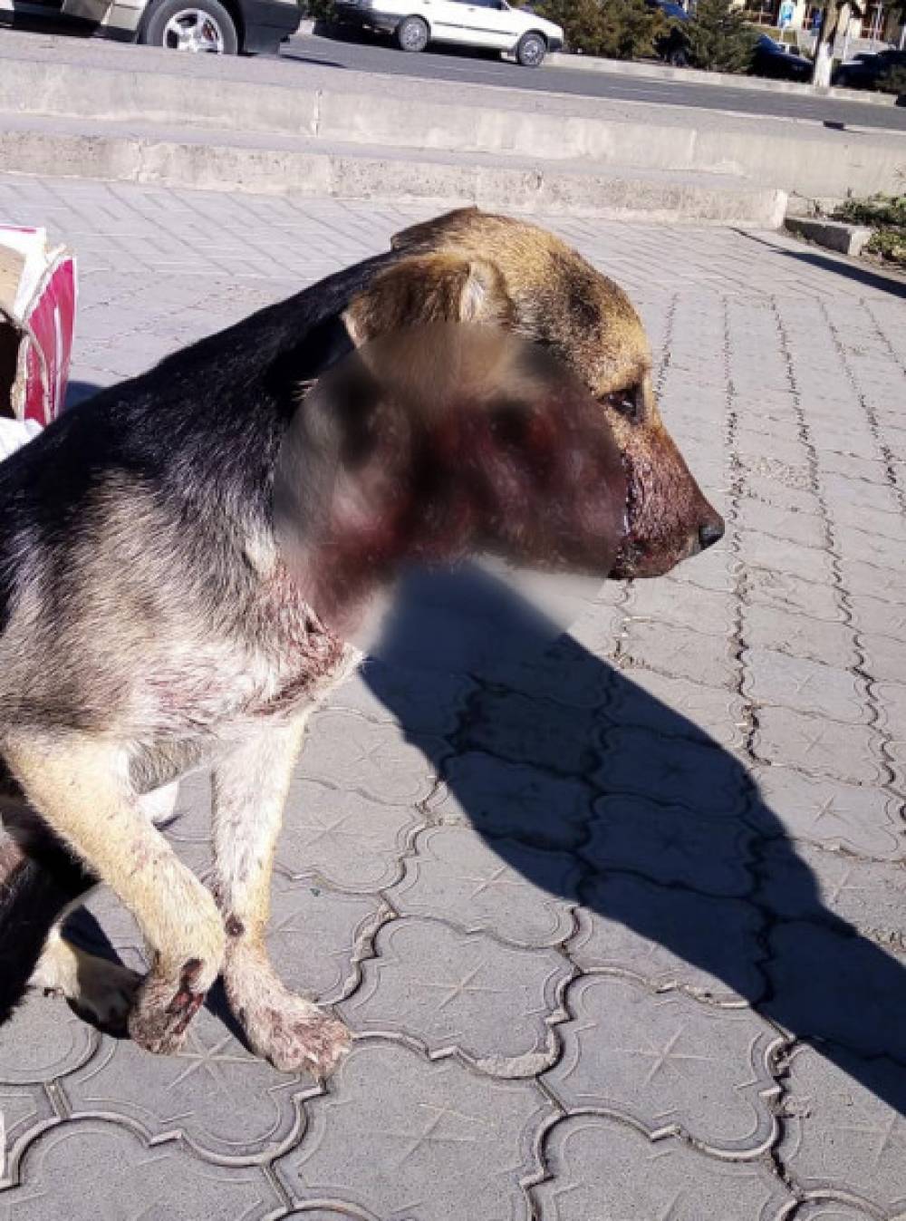Գյումրիում բնակիչները դանակահարել են շանը. ահազանգ
