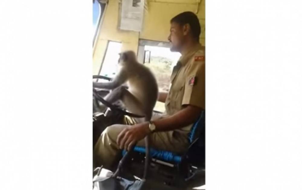Հնդիկ վարորդը ավտոբուսի ղեկը վստահել է կապիկին ու հեռացվել է աշխատանքից (տեսանյութ)