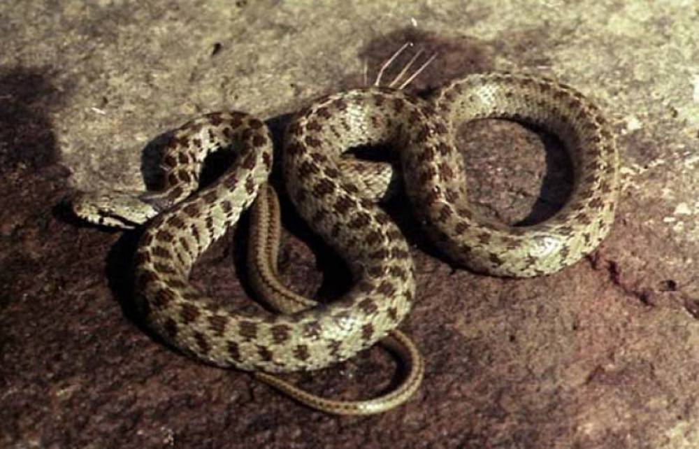 Երեւան քաղաքի գրասենյակներից մեկում օձ են հայտնաբերել
