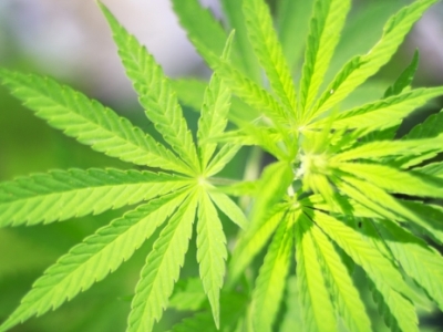 Այգուց կանեփ էր քաղել եւ տեղավորել գրպաններում (տեսանյութ)