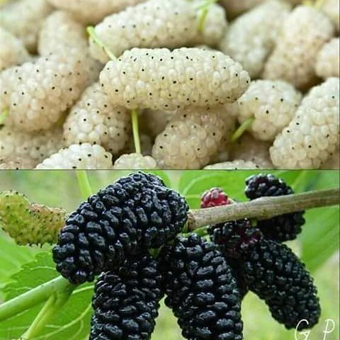 Ինչով է օգտակար թութը