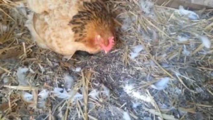 Ֆերմերը նկատել էր, որ իր հավը սկսել է իրեն տարօրինակ պահել․ Նա հետևեց հավին և այն ինչ տեսավ, պարզապես ապշեցնող է (տեսանյութ)