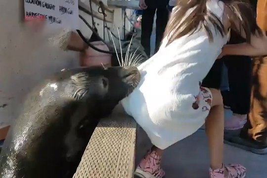 Կանադացի աղջիկը, որին քիչ էր մնում խեղդեր ծովառյուծը, կարող է զրկվել մատներից. ԶԼՄ-ներ (տեսանյութ)