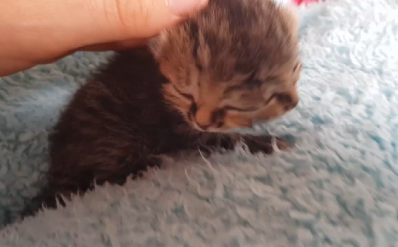 Աֆրիկայում 2 դեմք ունեցող կատու է ծնվել. տեսանյութ