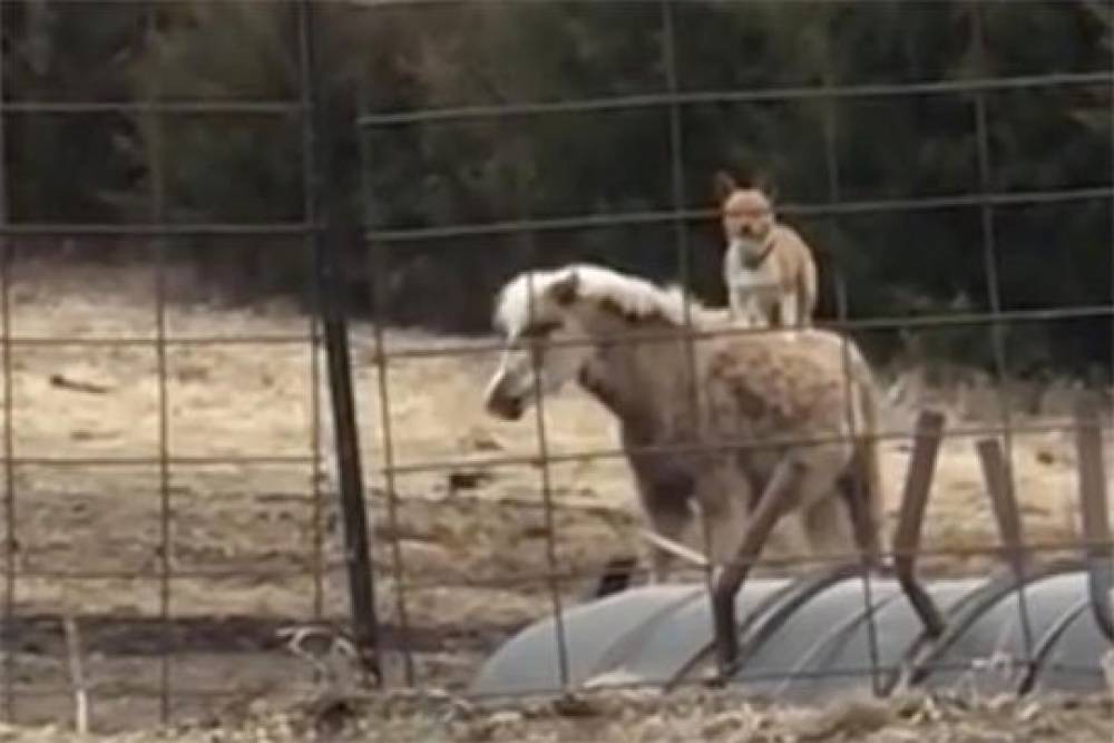 Համացանցում տարածում է գտնում պոնի հեծած շան մասնակցությամբ տեսանյութը