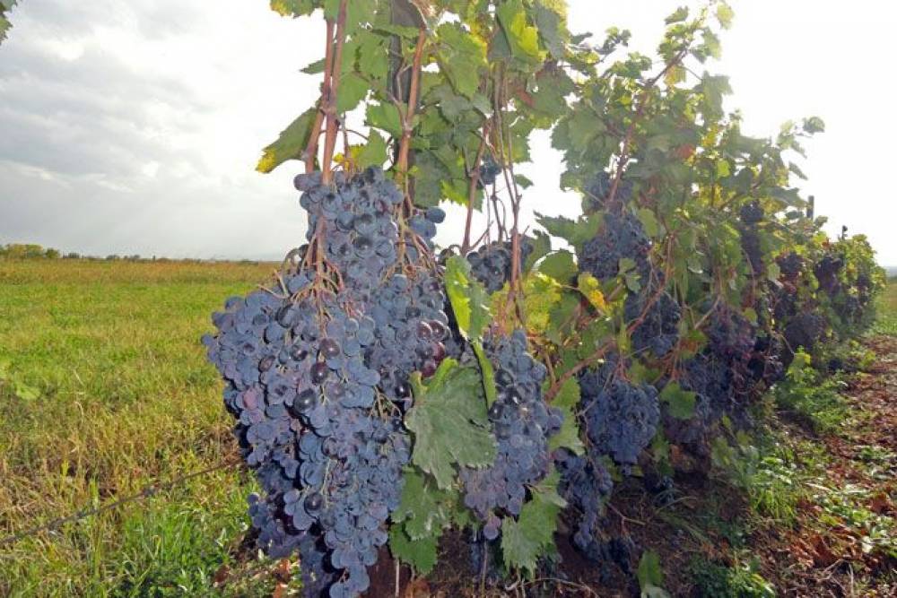 Գագիկ Ծառուկյանի հերթական աջակցությունը Արմավիրի մարզի խաղողագործներին