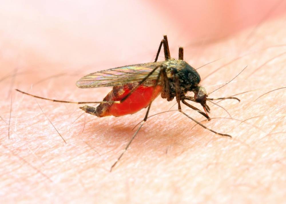 2006 թվականից ի վեր Հայաստանում մալարիայի տեղական դեպքեր չեն արձանագրվել