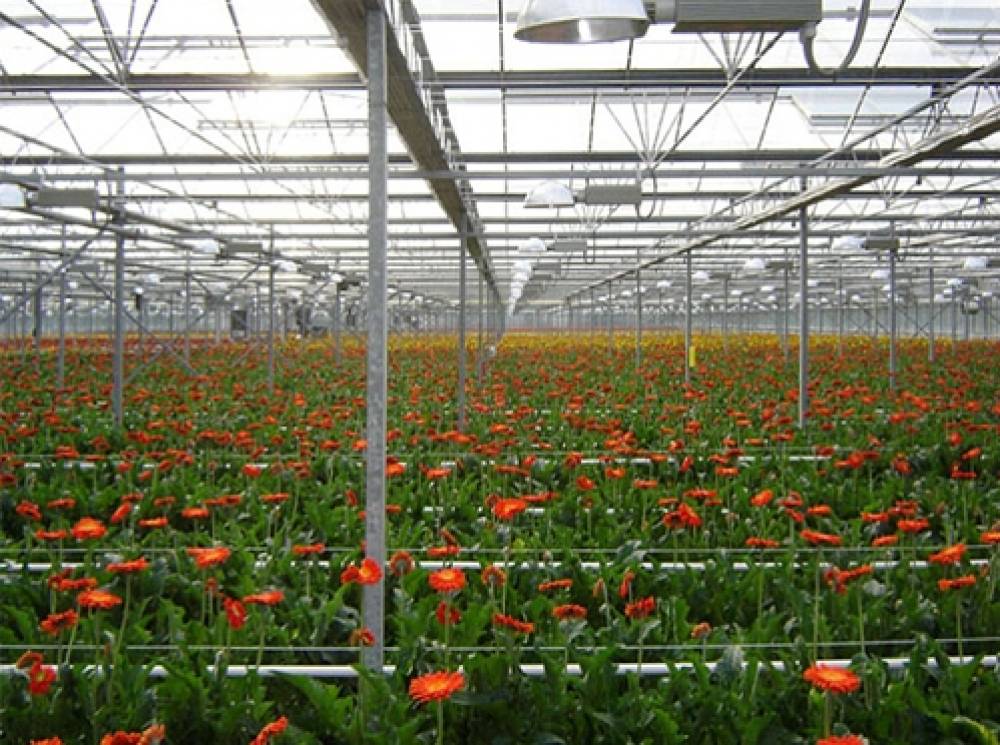 Ծաղիկները նվիրում կամ թափում ենք․ ջերմոցատերերը՝ ծանր վիճակում. Armlur.am