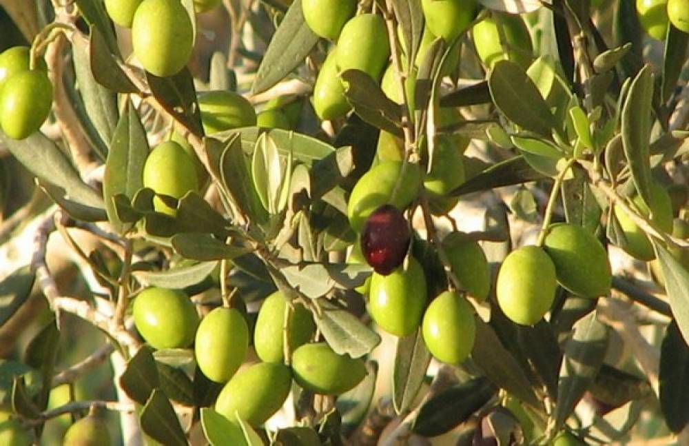 «Հայաստանի Հանրապետություն» օրաթերթ․ Արցախի Կովսականում հիմնվել են ձիթապտղի այգիներ