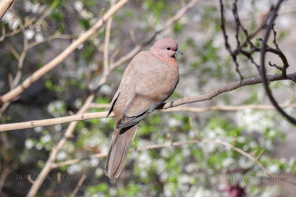 +32․ եղանակը՝ առաջիկա օրերին