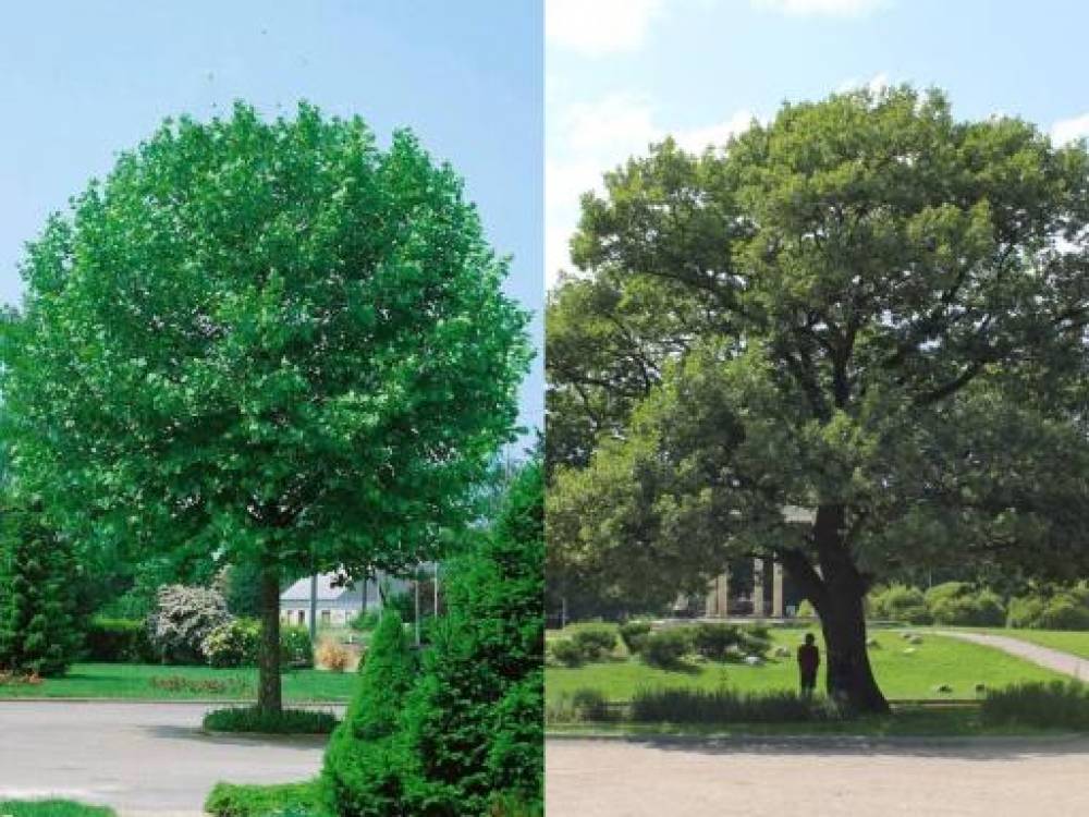 Սայաթ-Նովա պողոտայում դեֆորմացված Թեղի մանրատերև ծառերը կփոխարինվեն գնդաձև Սոսիներով