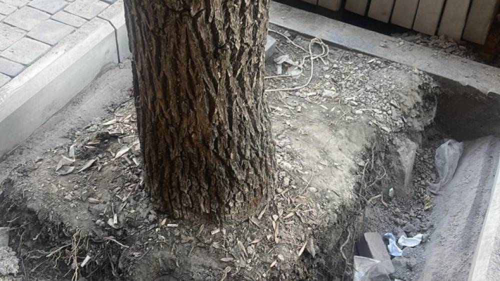 «Երևանն առանց ծառ» ծրագիրը բոլոր կետերով փայլուն կատարվում է․ Քրիստինա Վարդանյան