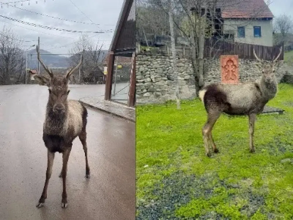 Ազնվացեղ եղջերուների վարքագիծը անկանխատեսելի է. ՇՄՆ-ն խնդրում է չմոտենալ բնակավայրերի մոտ հասած կենդանիներին