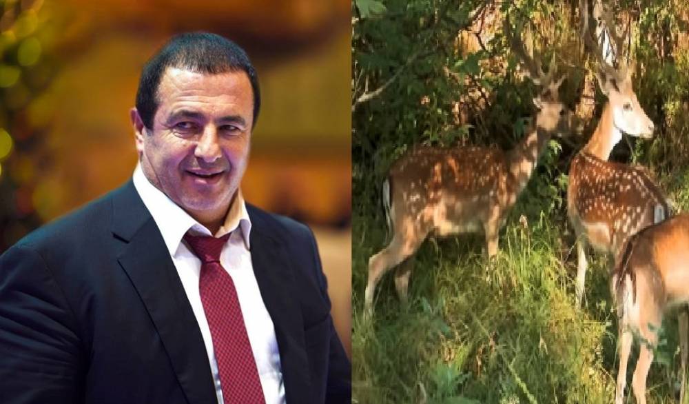 Գագիկ Ծառուկյանի նախաձեռնությամբ հատուկ ԱՄՆ -ից եղնիկներ են բերվել Հայաստան (տեսանյութ)