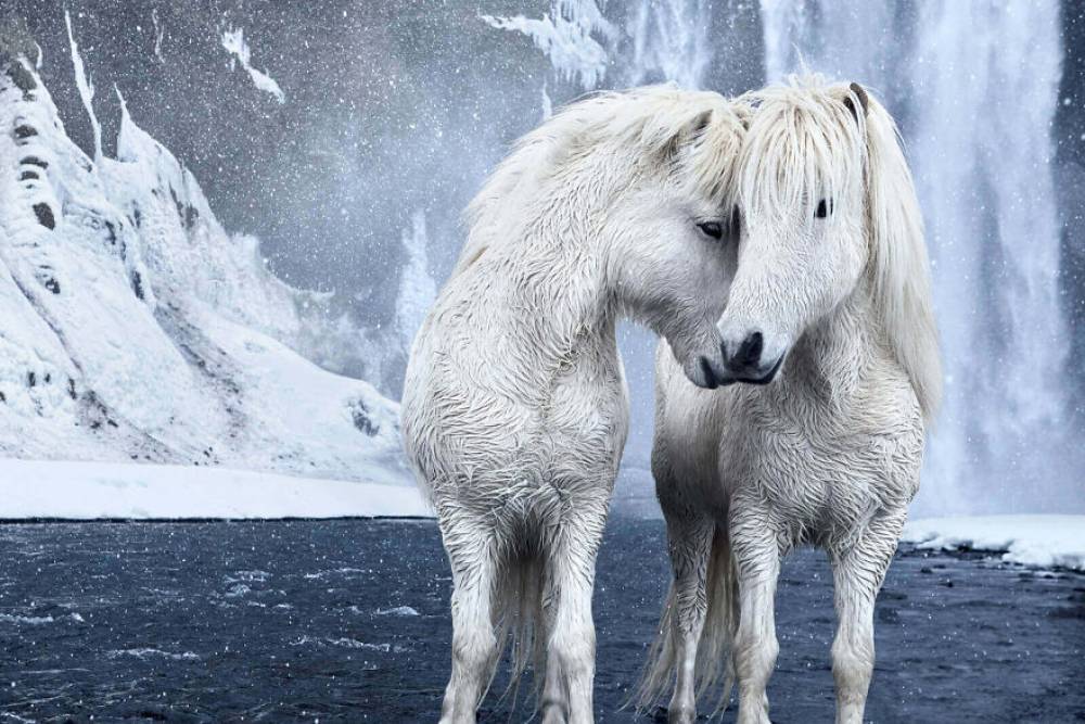 Լուսանկարներ  Իսլանդիայի վայրի ձիերի մասին,որոնք չափազանց գեղեցիկ են իրական լինելու համար
