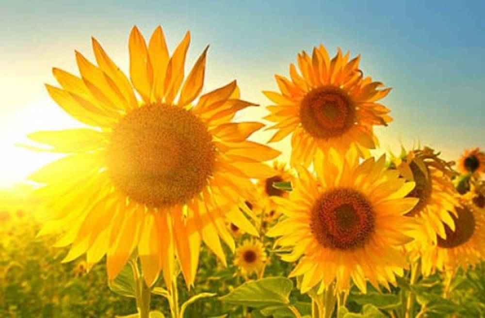 Ջերմաստիճանն աստիճանաբար կբարձրանա. եղանակն առաջիկա օրերին